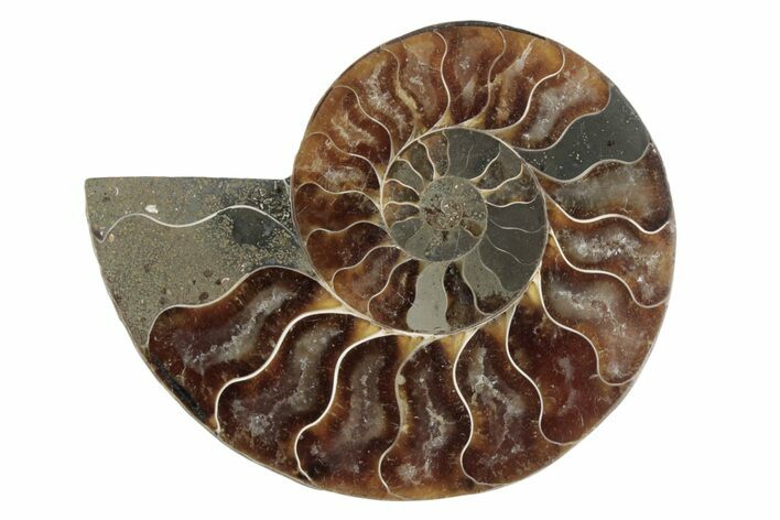 Cut & Polished Ammonite Fossil (Half) - Madagascar #377636